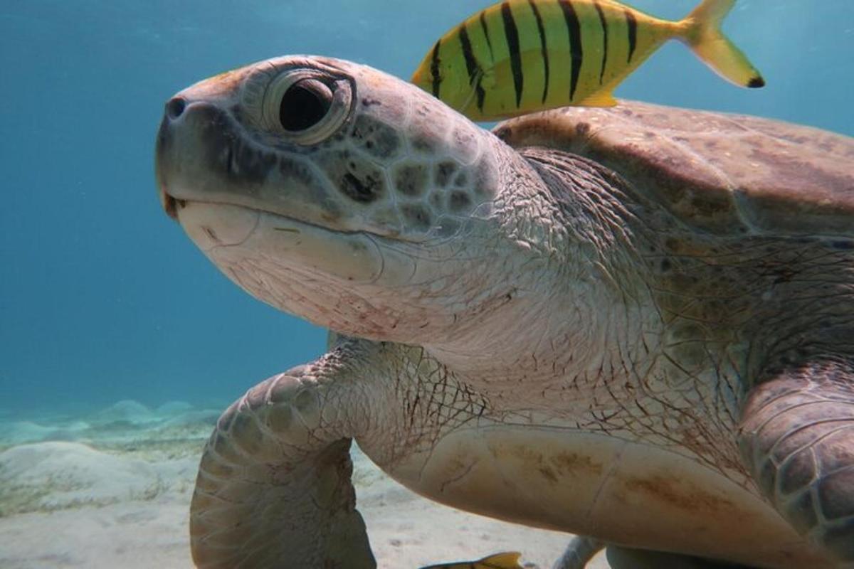 una tartaruga marina verde con un pesce sul dorso