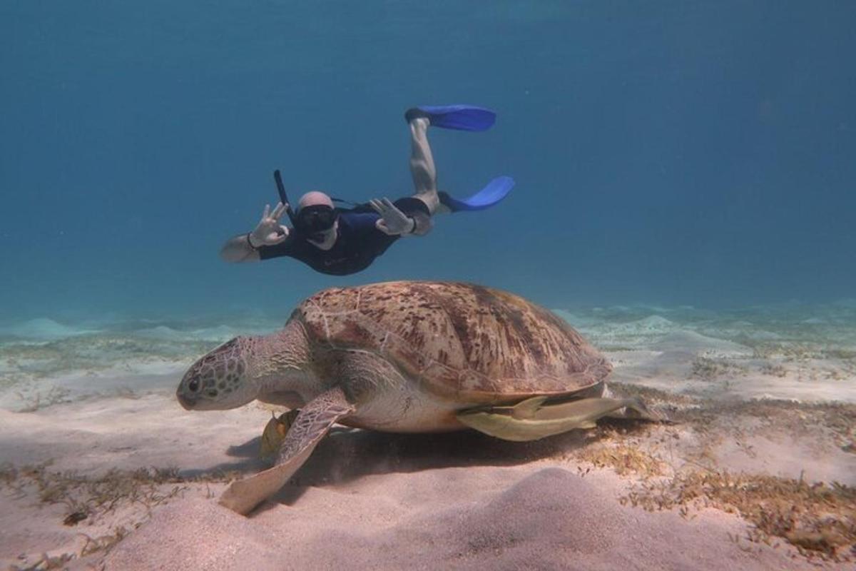 un uomo con un sub e una tartaruga nell'oceano