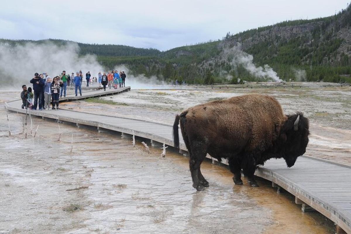 a large bison standing on a bridge with a group of people
