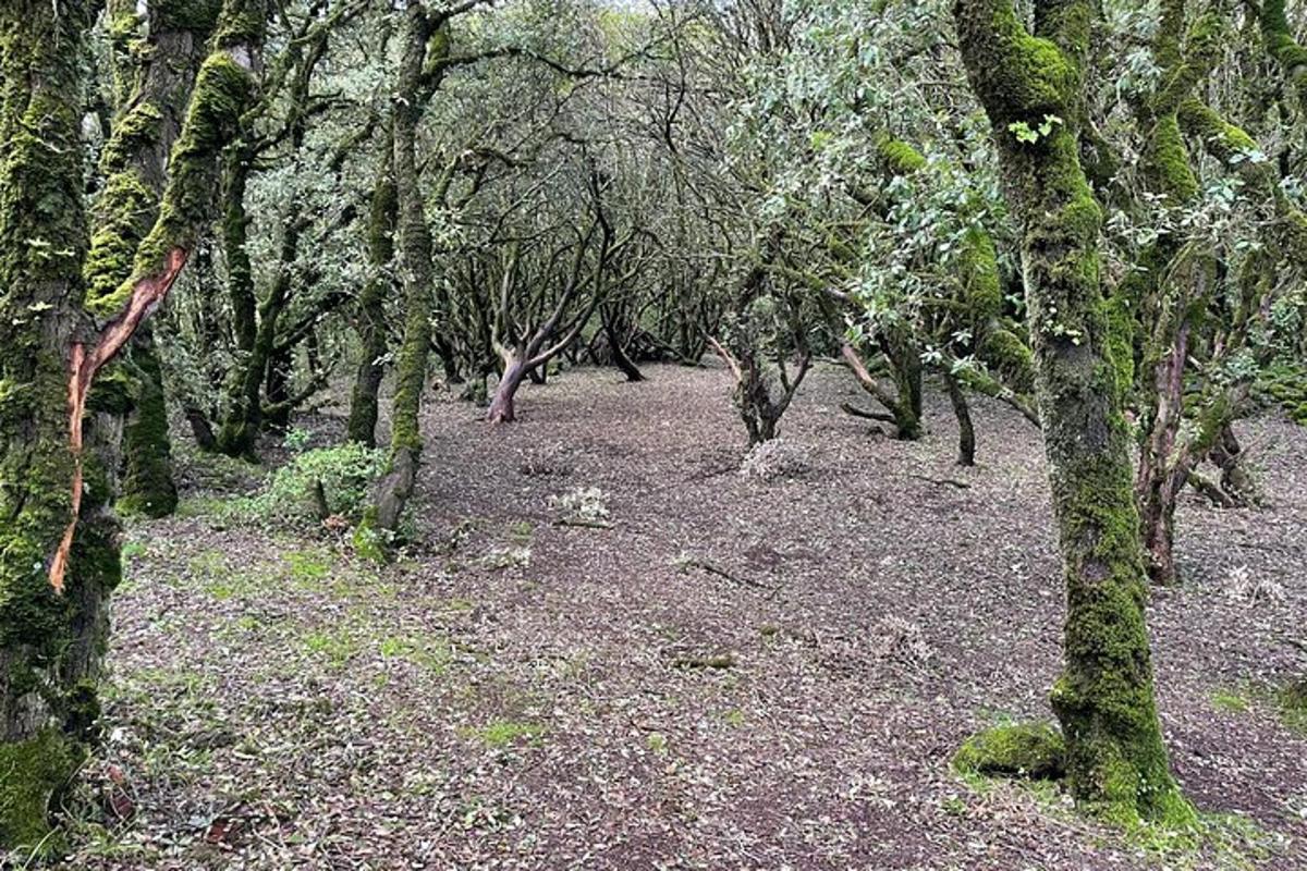 a wooded area with trees and a lot of grass