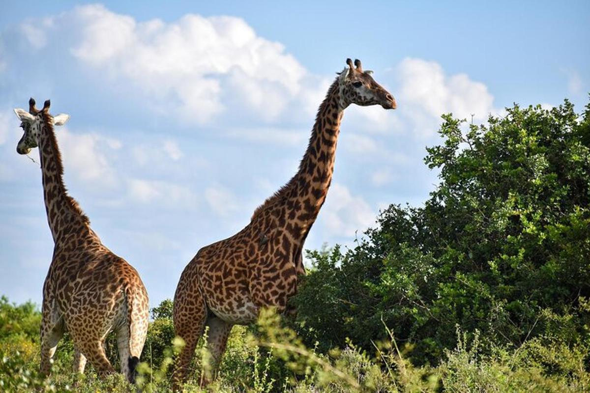 duas girafas em pé em um campo perto de algumas árvores