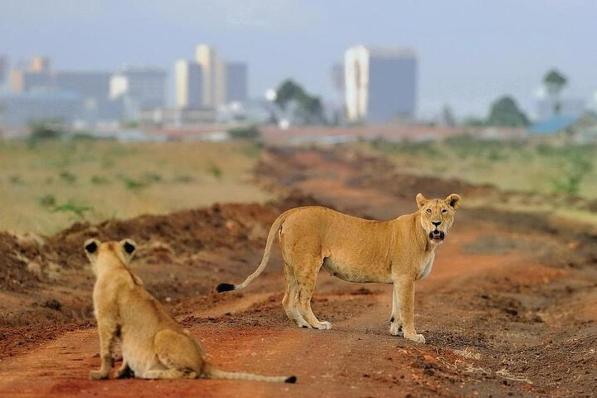 um casal de leões parados em uma estrada de terra