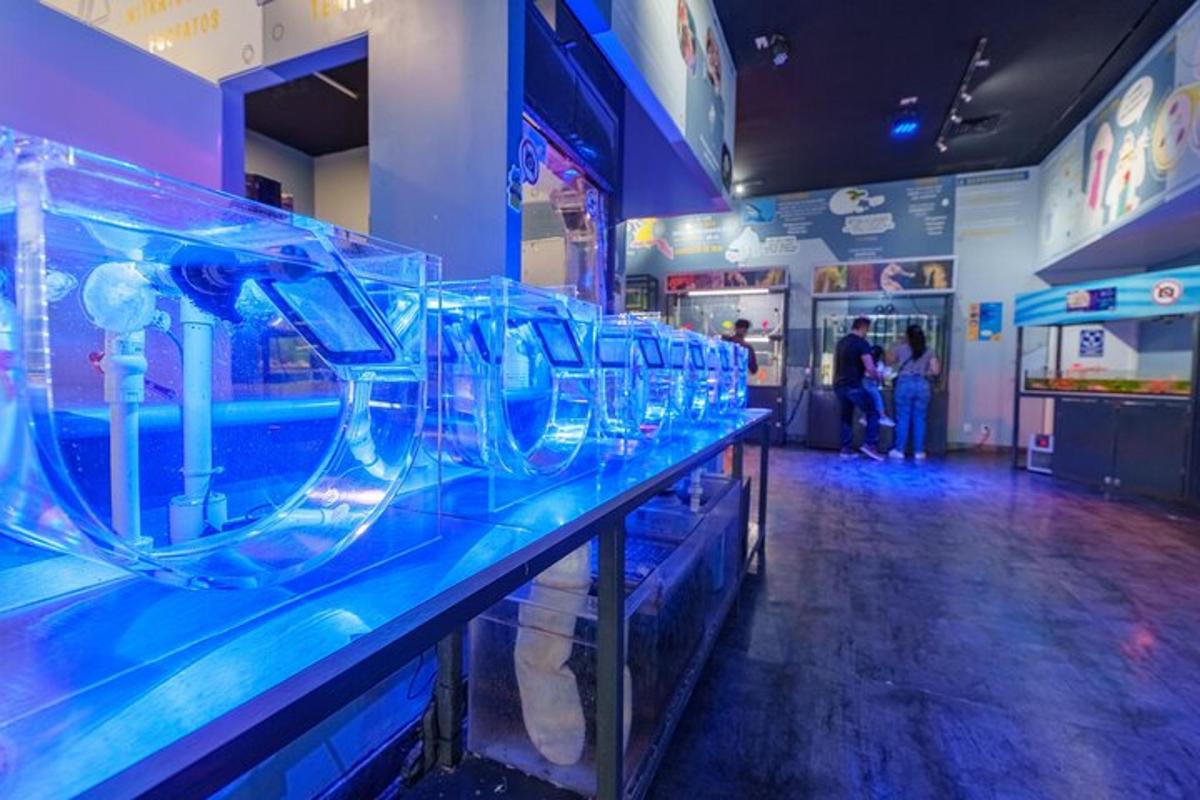 a row of empty fish tanks in a store