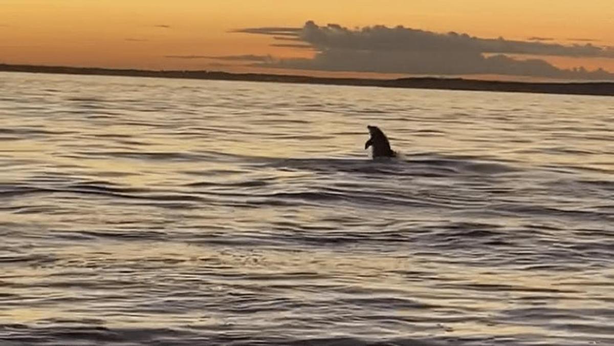 un delfino che nuota nell'acqua al tramonto