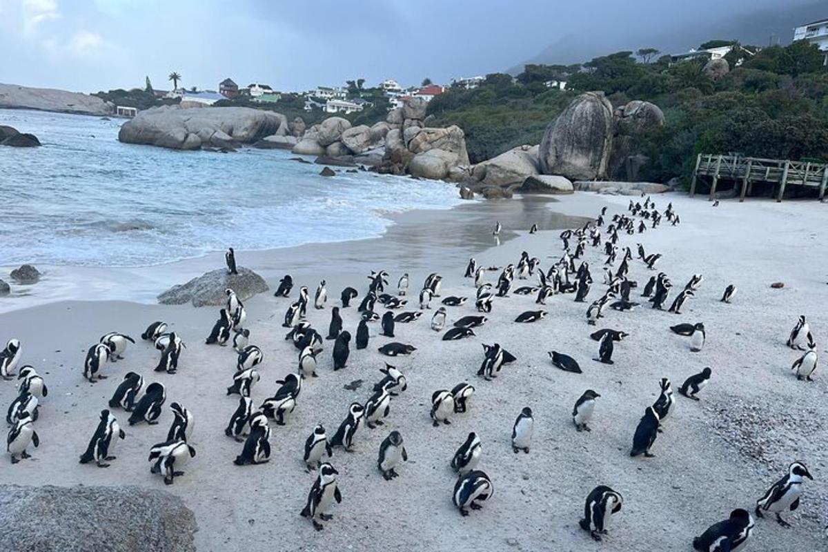 sekumpulan penguin berdiri di pantai