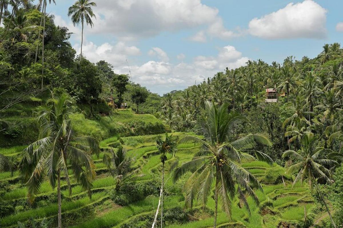 vista aèria d'una selva amb palmeres