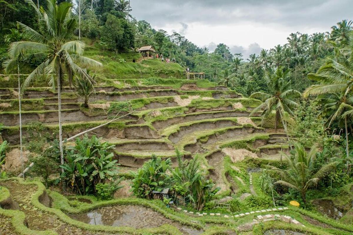 an amphitheater in a hill with palm trees