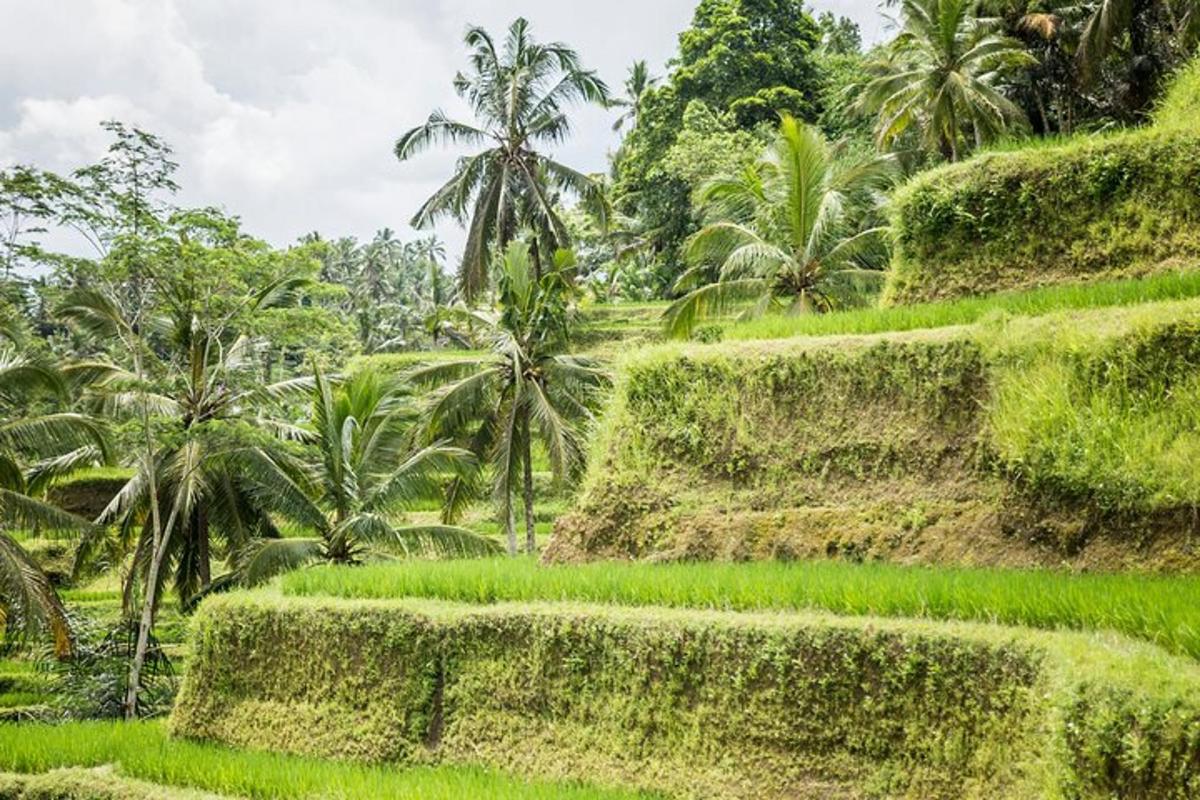 un campo d'erba con palme sullo sfondo