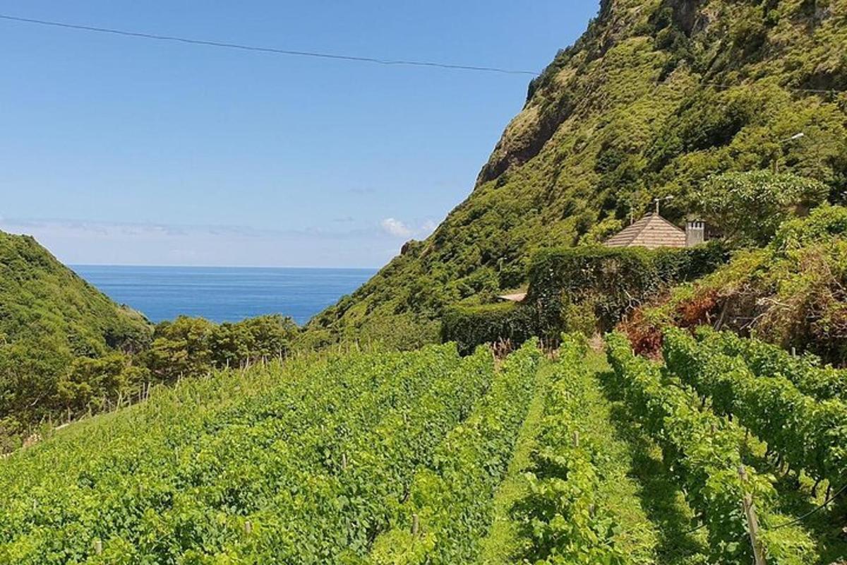 Un campo de cultivos en una colina junto al océano.