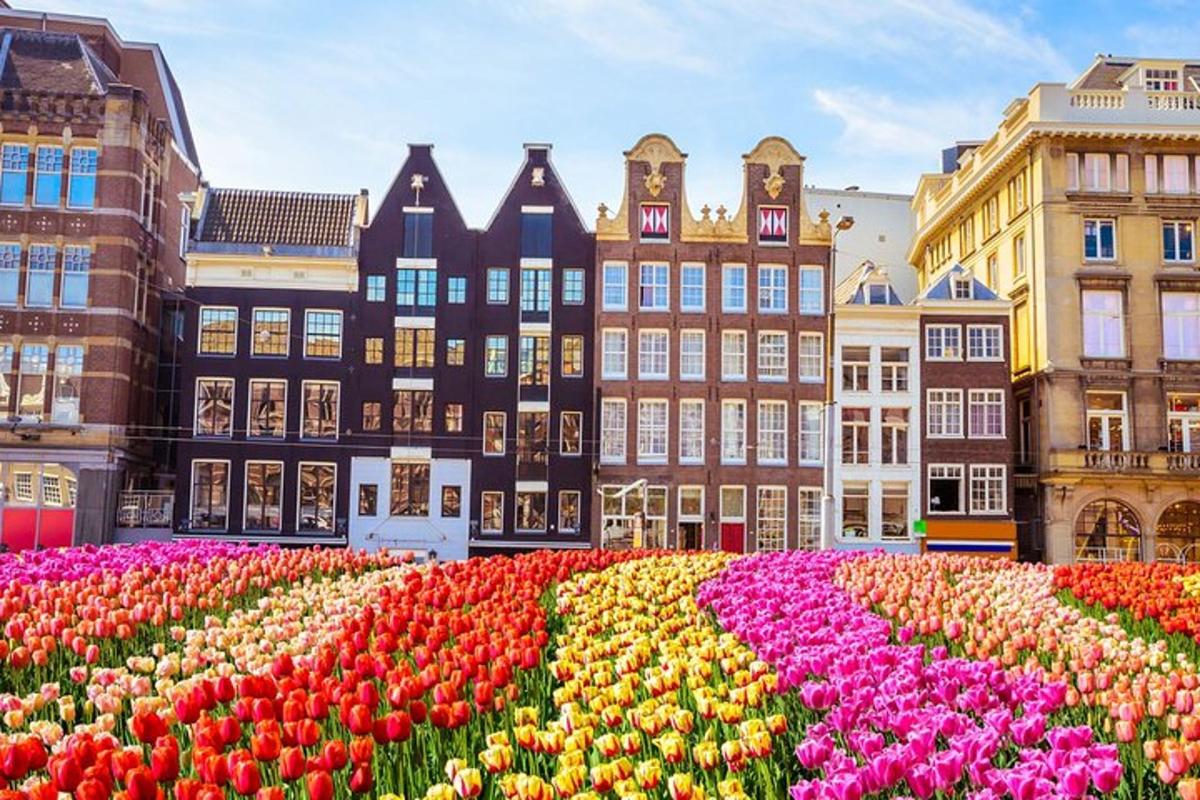 Un campo de tulipanes en una ciudad con edificios.