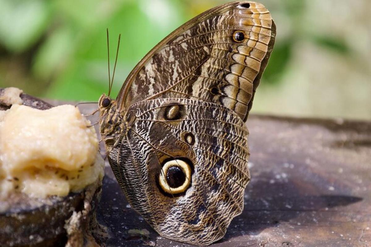 Una mariposa está sentada encima de una roca