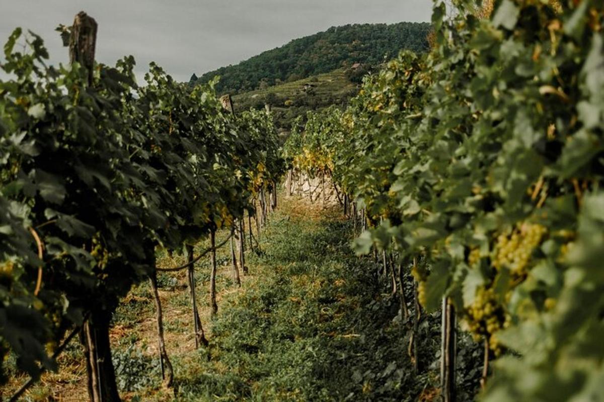 una fila di viti in un vigneto