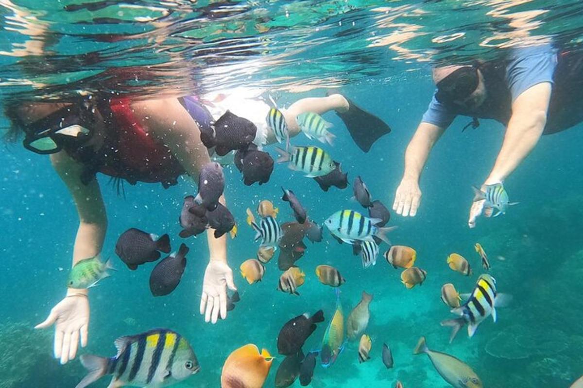 due persone in acqua che guardano i pesci