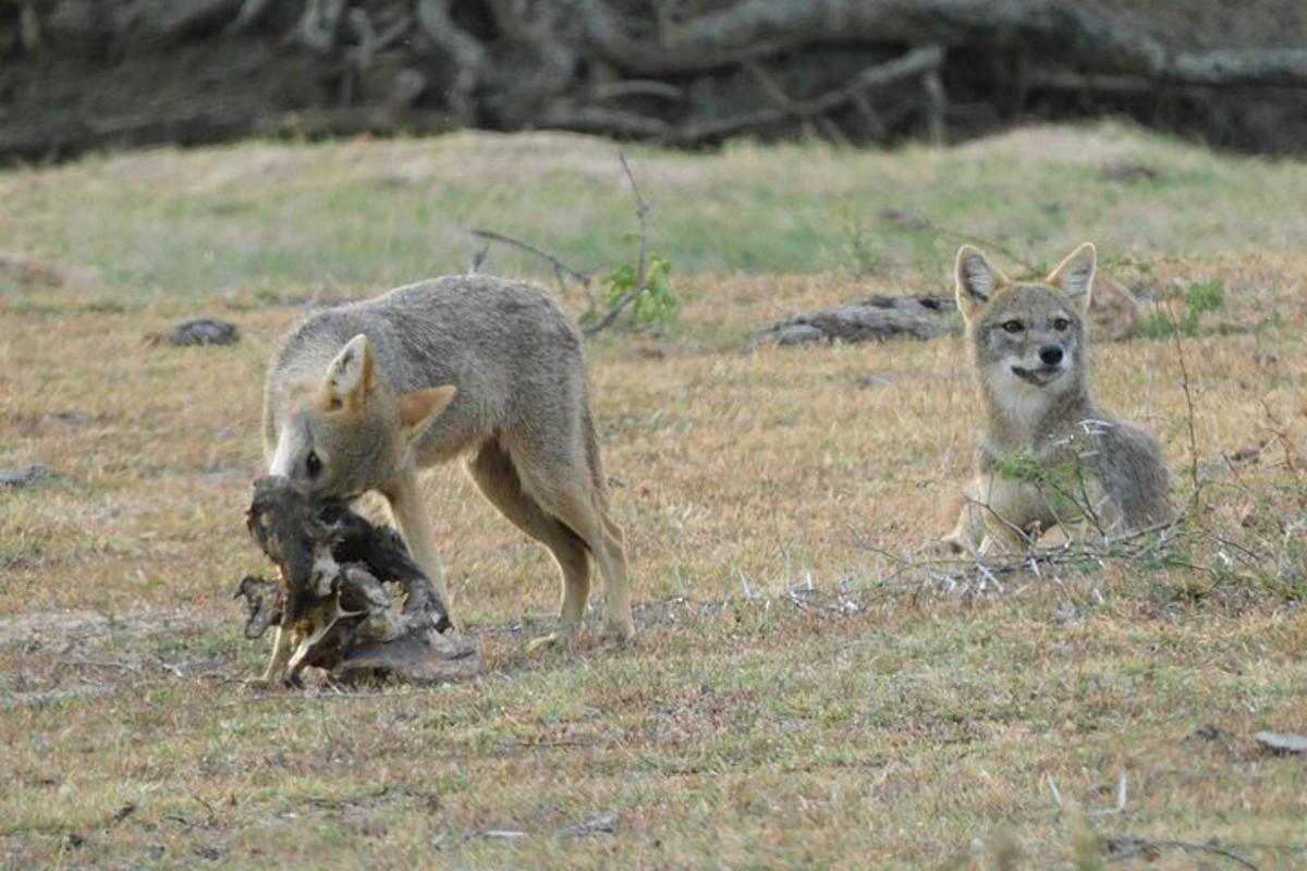 a couple of animals standing in a field