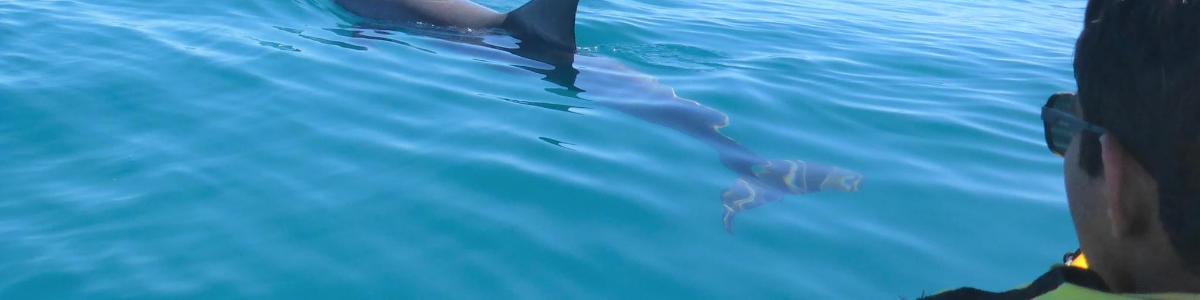a dolphin swimming in the water next to a boat