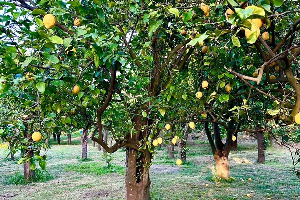μια ομάδα πορτοκαλιών σε έναν οπωρώνα με μήλα