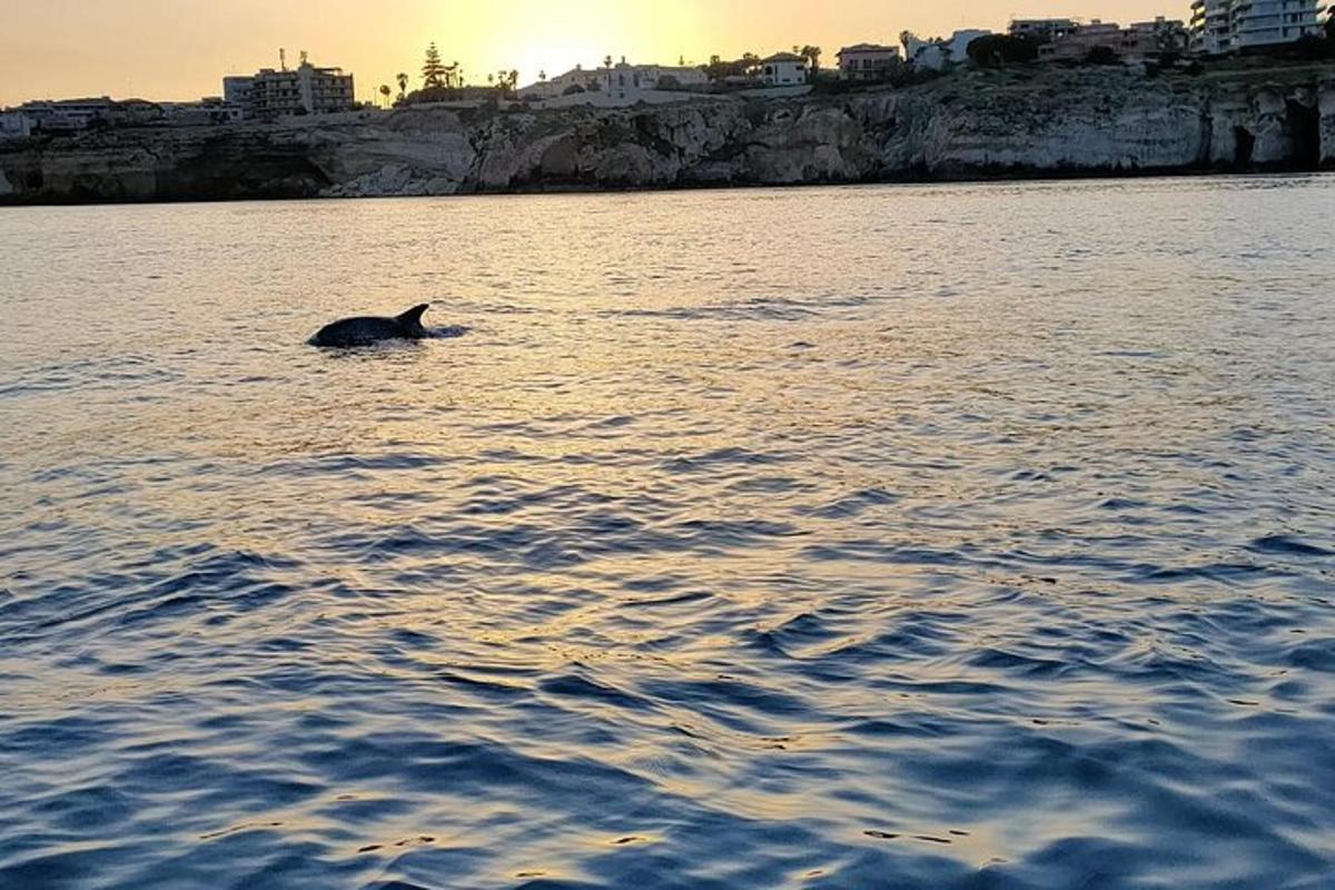 un delfino che nuota nell'acqua al tramonto