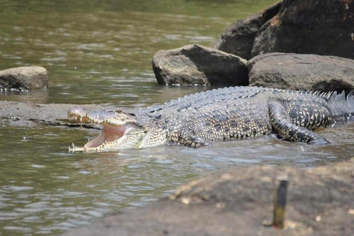 un coccodrillo con la bocca aperta nell'acqua