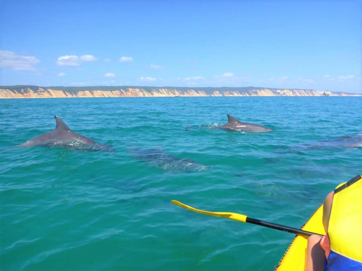 three dolphins swimming in the water next to a kayak