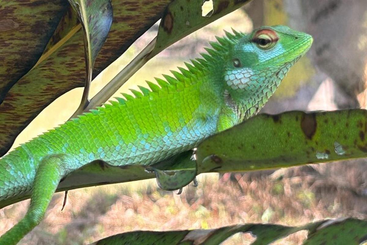una lucertola verde è seduta su un ramo di un albero