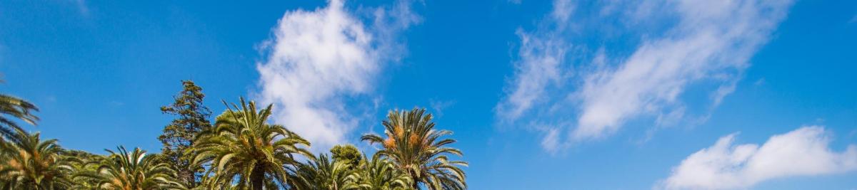 langit biru dengan awan dan pokok palma