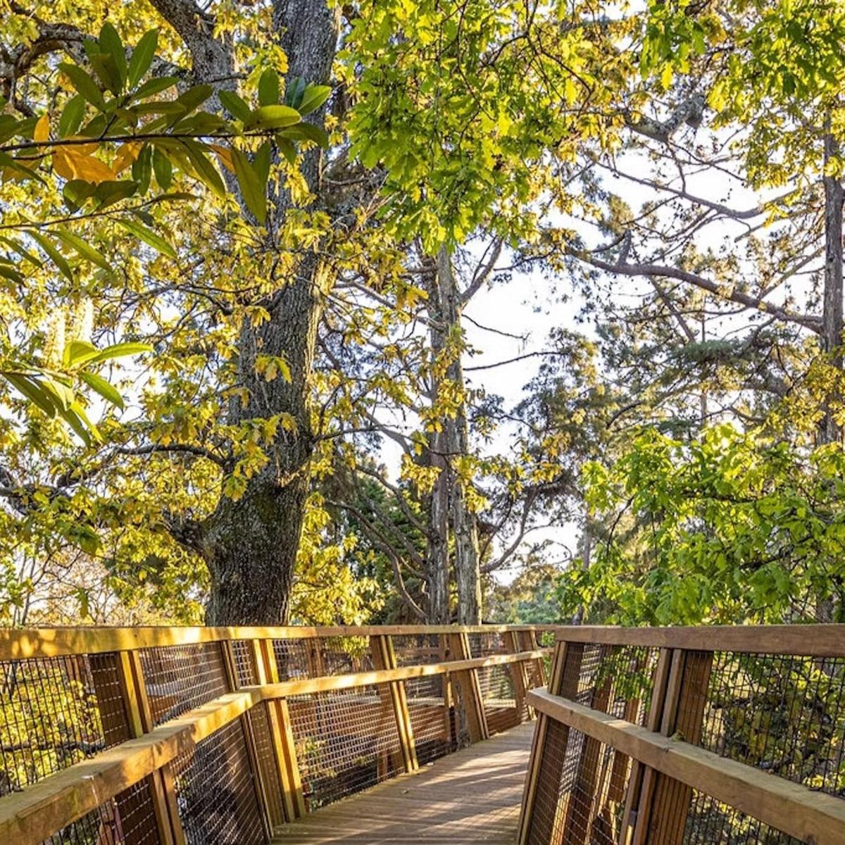 a wooden bridge with a tree in the background
