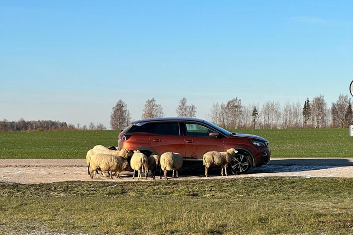 eine Schafherde steht neben einem Auto