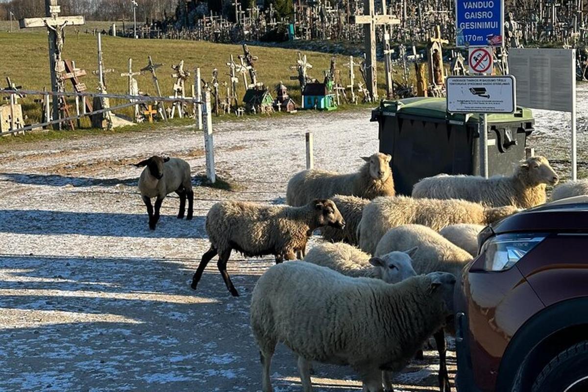eine Schafherde steht auf einer Straße