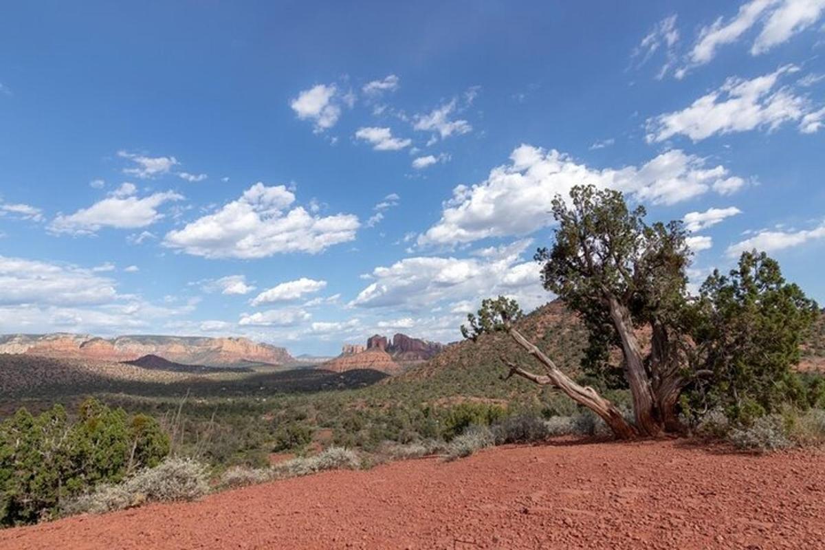 un albero nel deserto con le montagne sullo sfondo