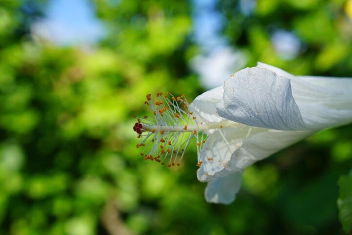 a close up of a white flower with a beetle on it