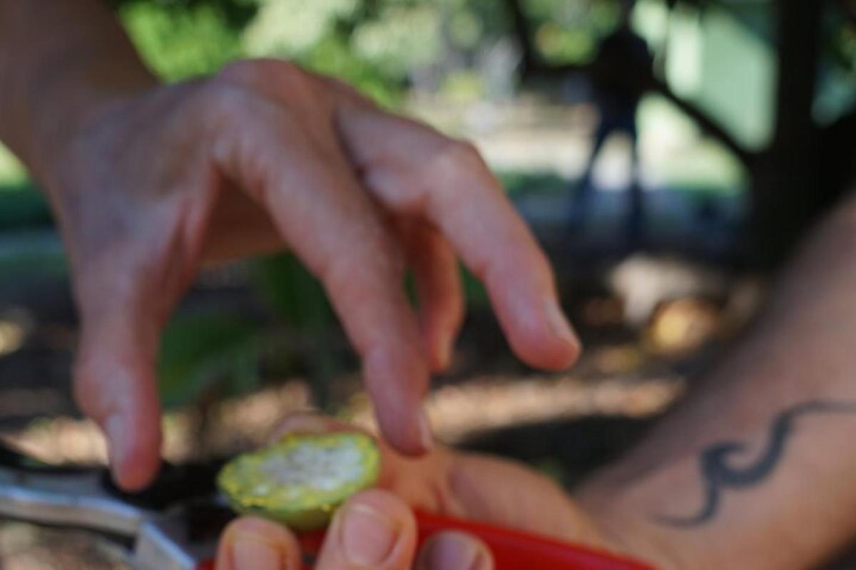 a person holding a small pickle in their hand