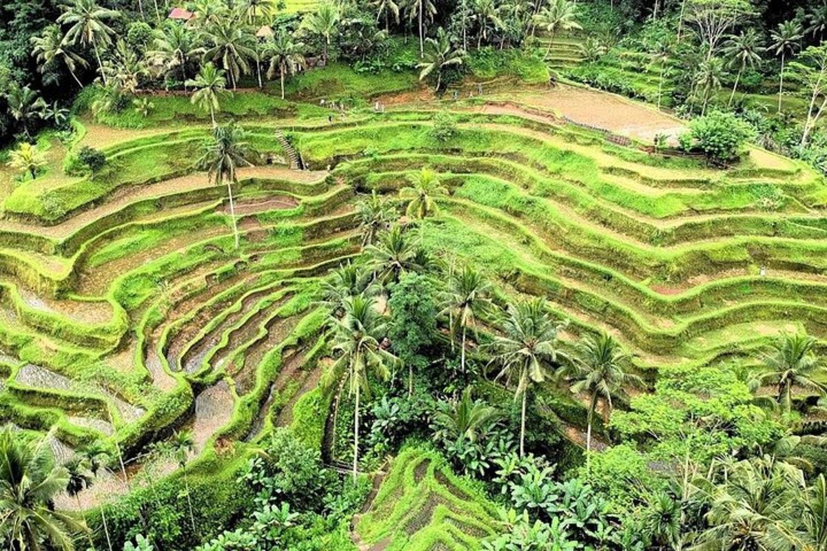 an aerial view of a field of palm trees