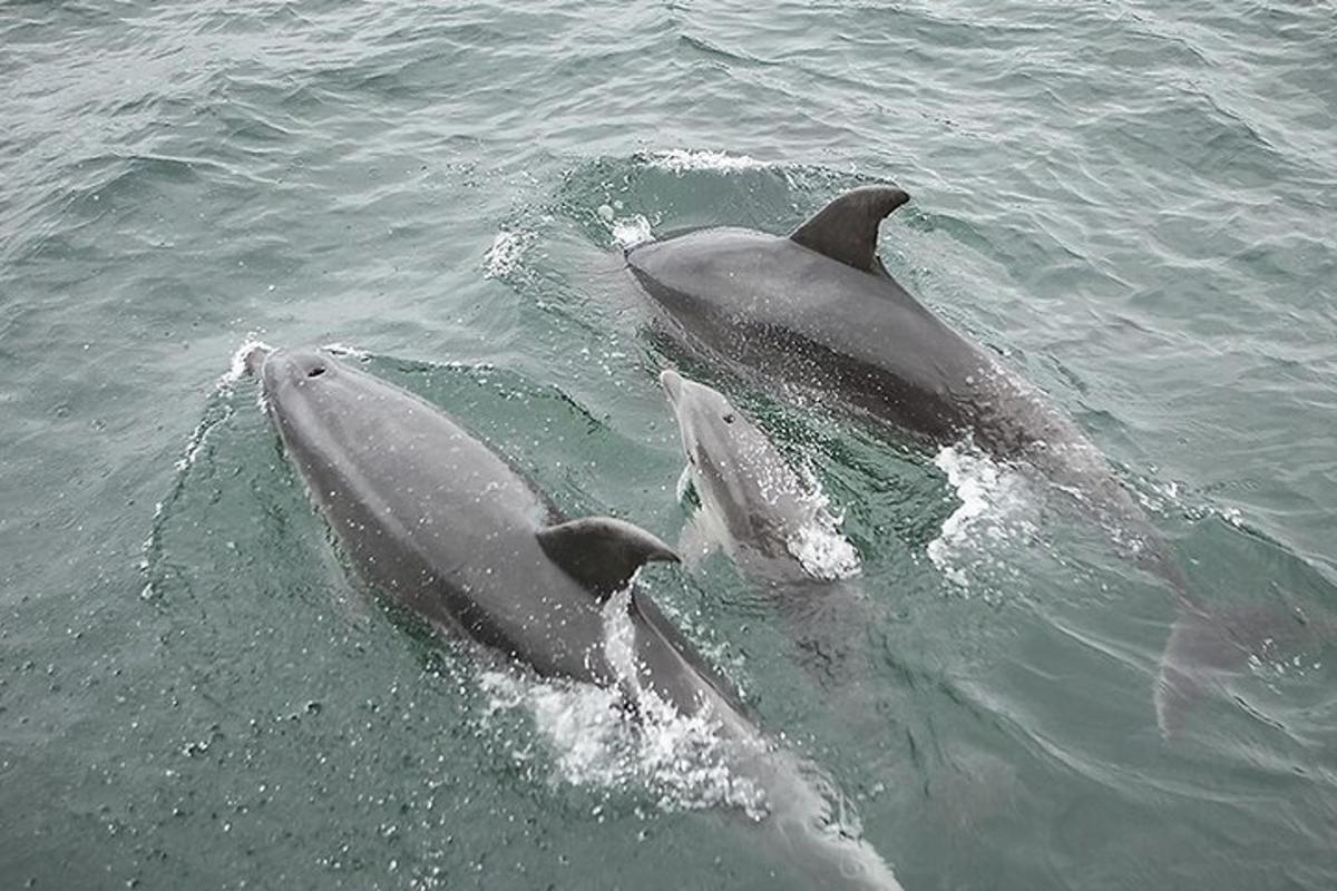 Attraction picture 2