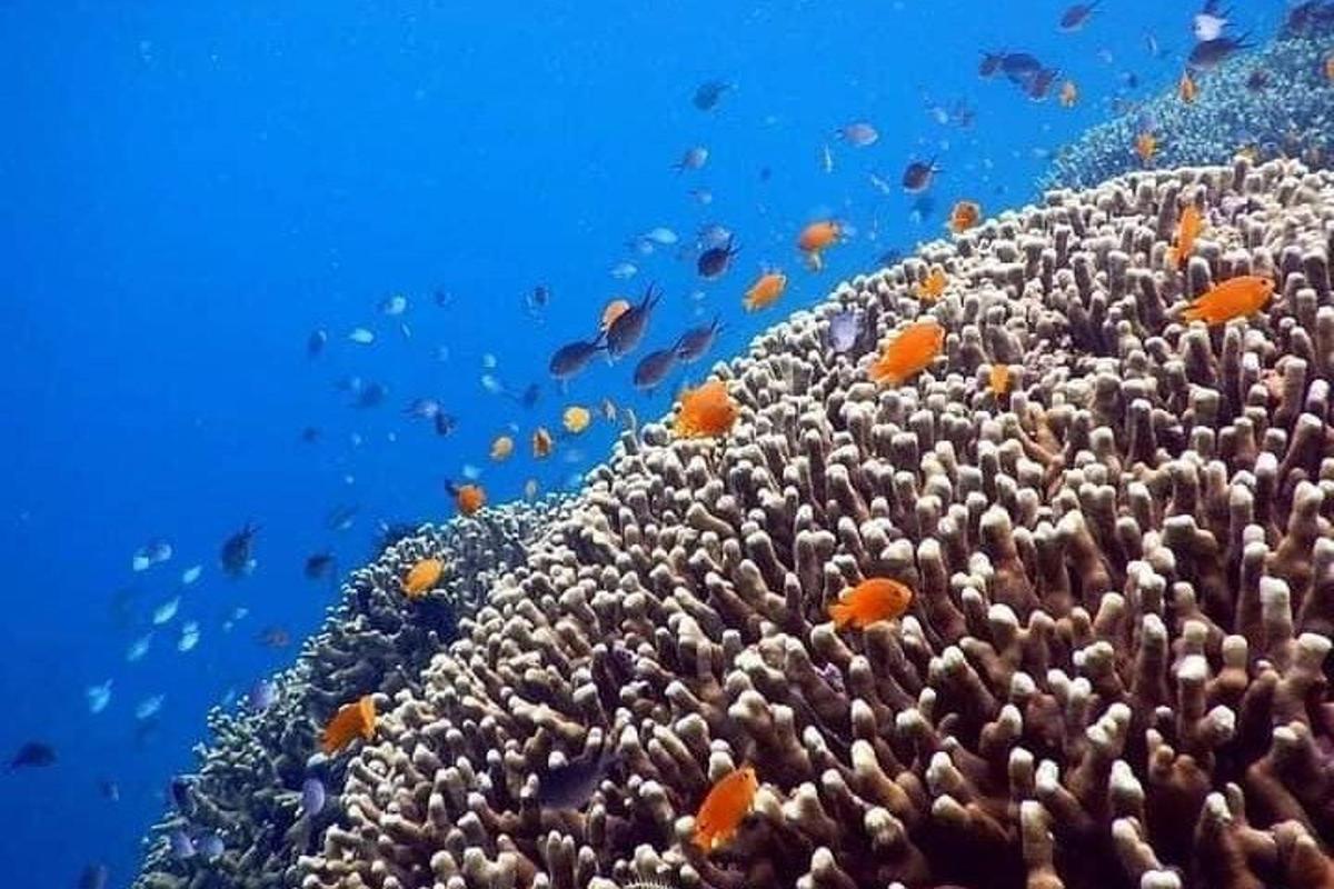 κοραλλιογενής ύφαλος με ψάρια στον ωκεανό