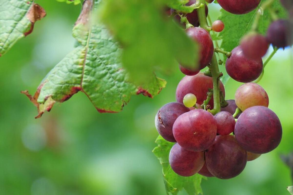 un grappolo d'uva rossa appeso a un albero