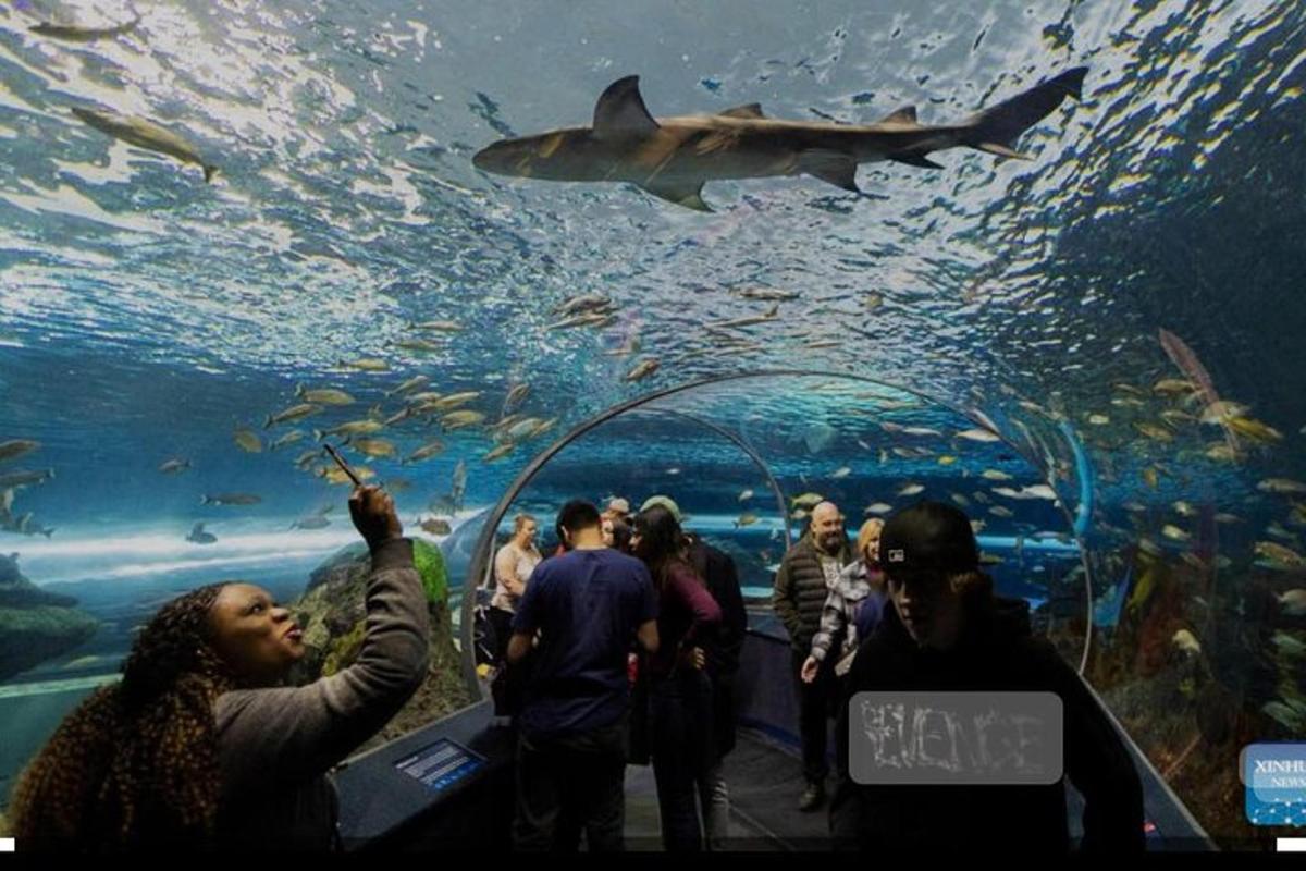 a group of people looking at a shark in an aquarium