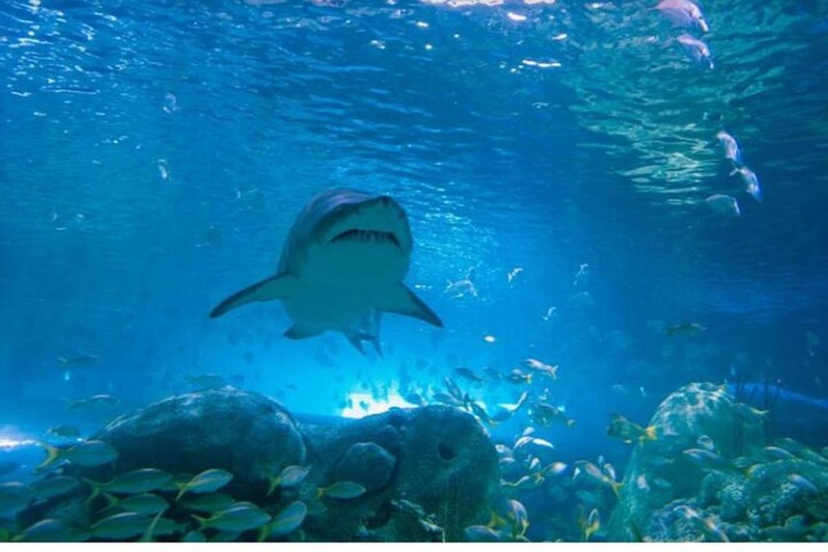 a shark swimming in the water near a reef