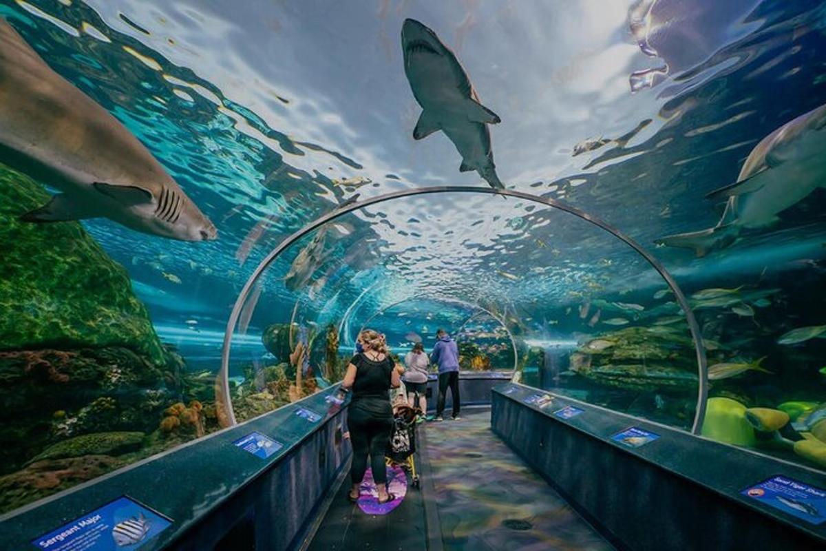 a group of people walking through an aquarium with fish