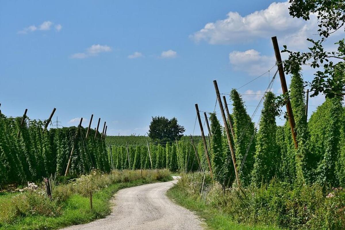a dirt road in the middle of a vineyard