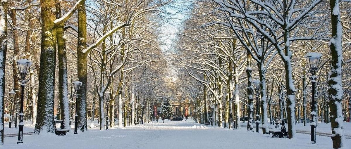 a snow covered park with trees and street lights