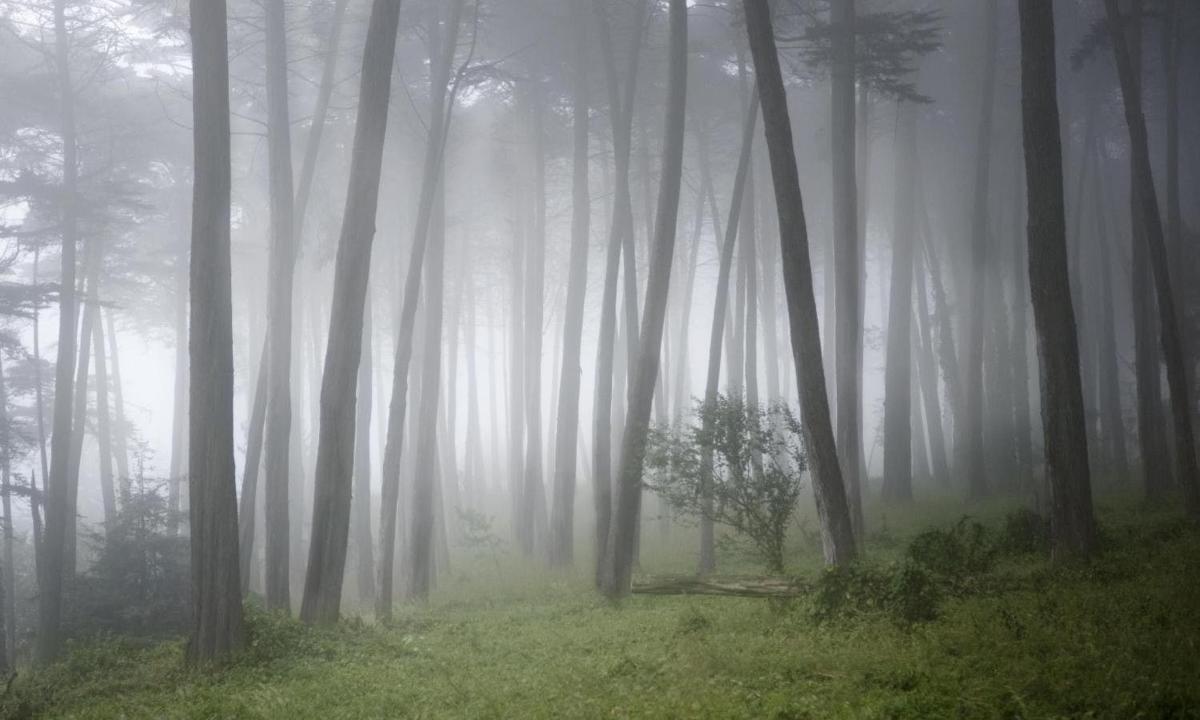 hutan berkabus dengan pokok dalam kabus