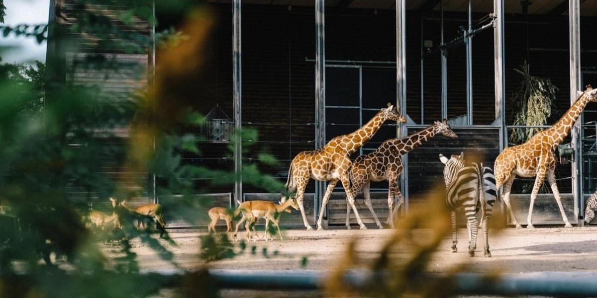 skupina žiraf a zeber v zoo
