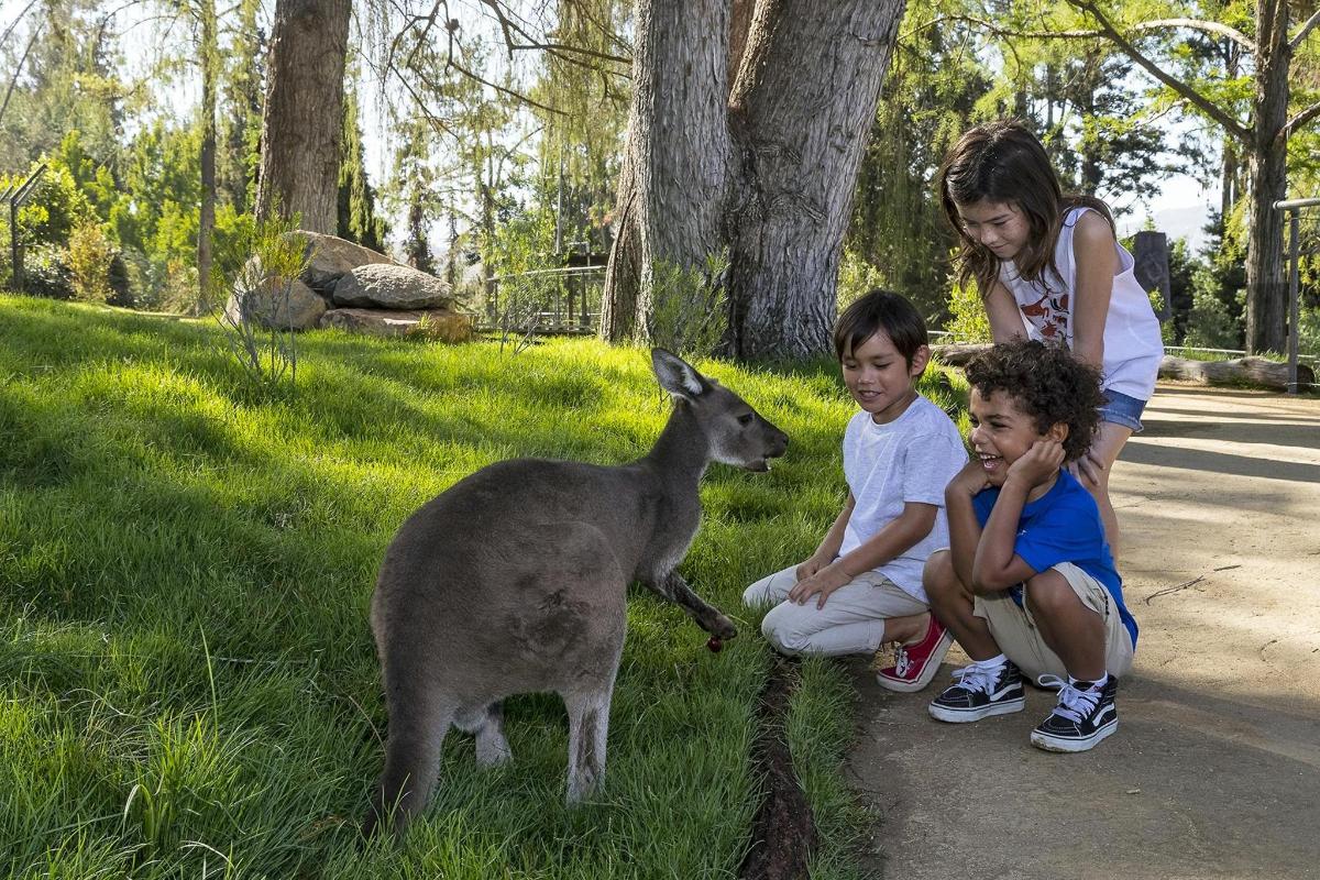 một người phụ nữ và hai đứa trẻ đang nhìn một con kangaroo