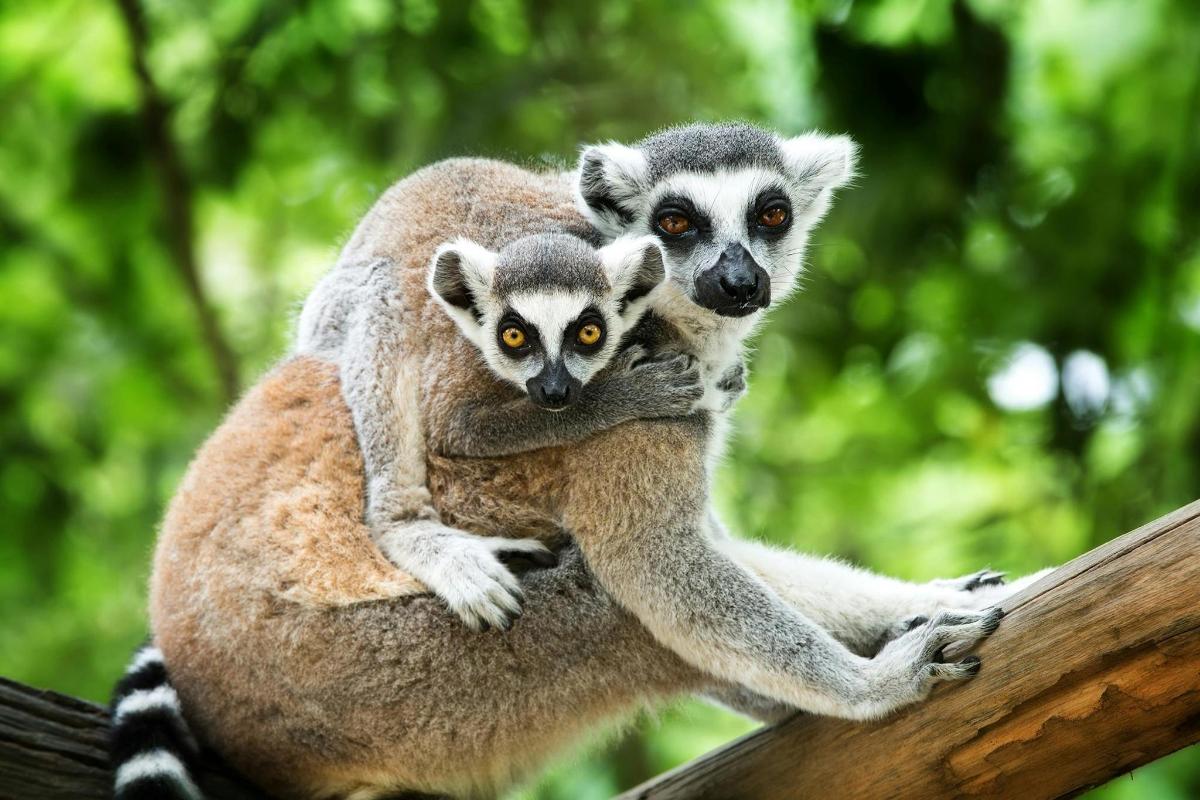 two ring tailed lemurs sitting on a branch