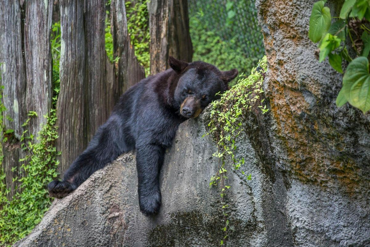 um urso preto deitado em cima de uma rocha