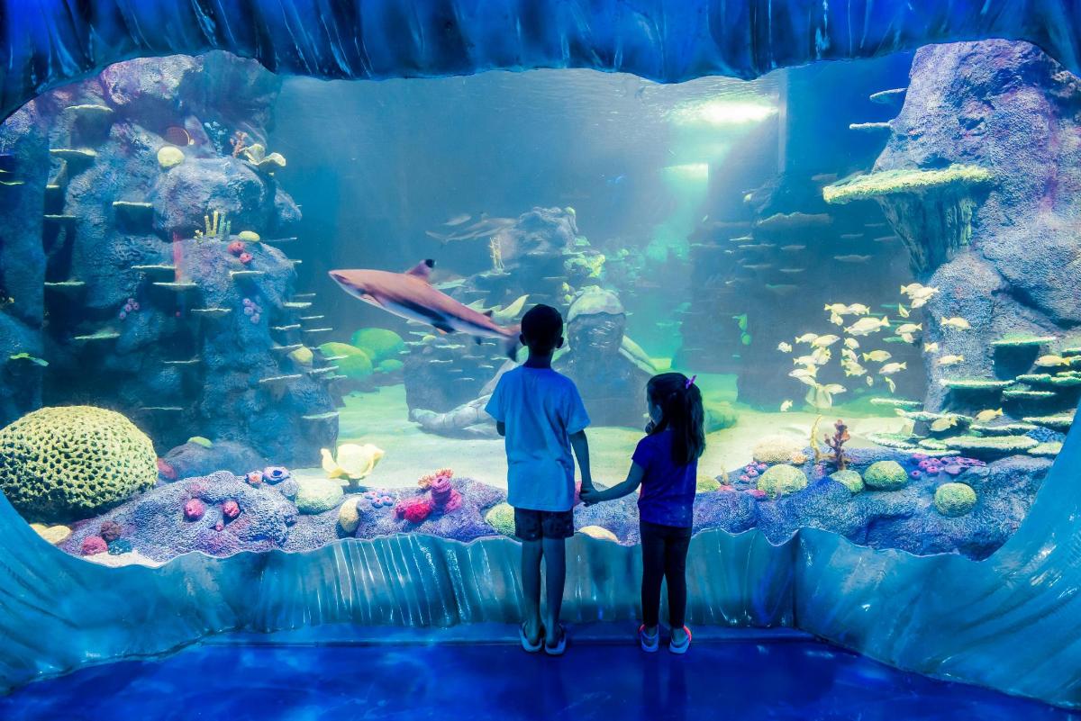 Ein Mann und ein kleines Kind stehen vor einem Aquarium
