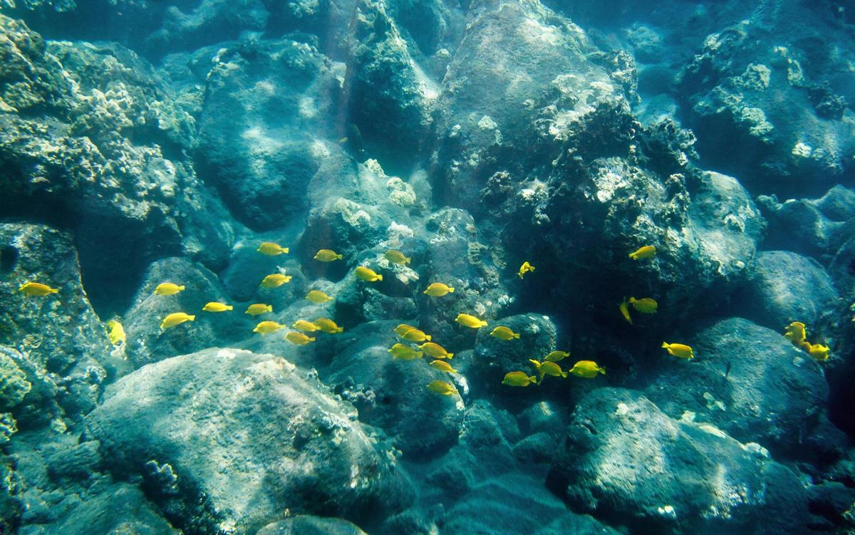 a group of fish in the water near rocks