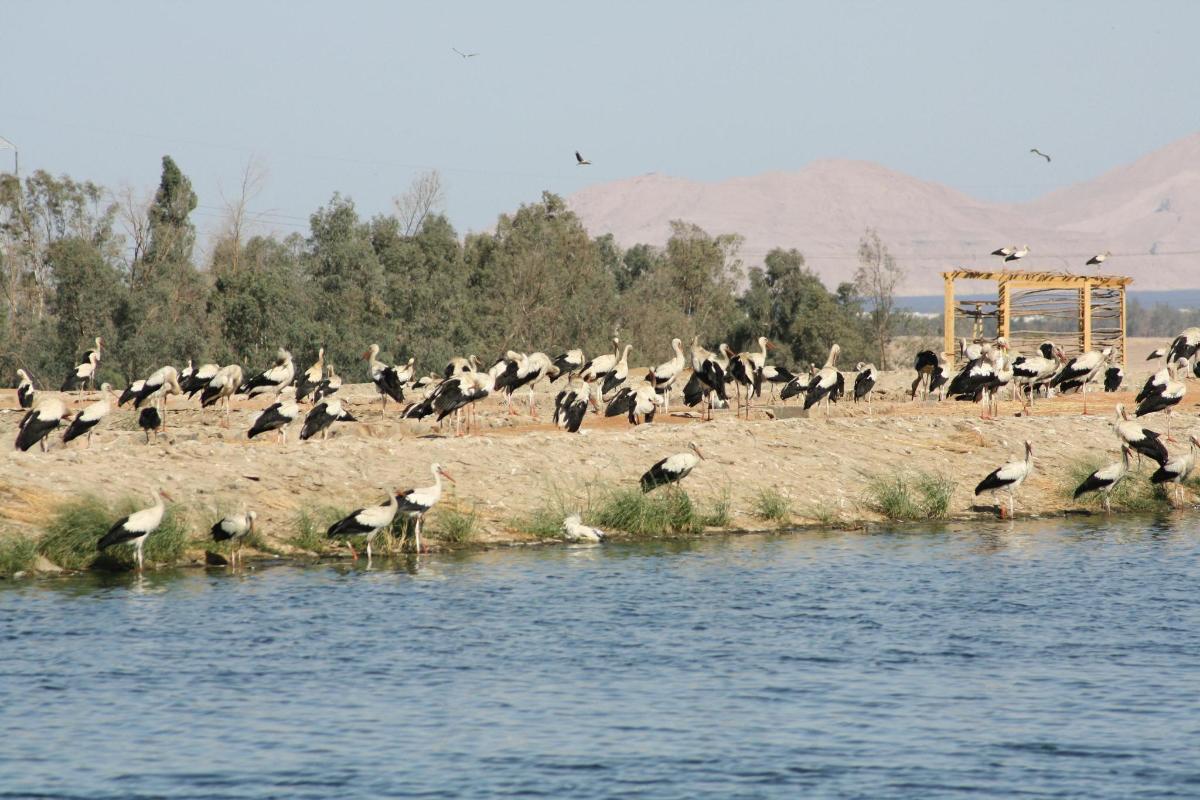 een zwerm vogels die aan de oever van een waterlichaam staat