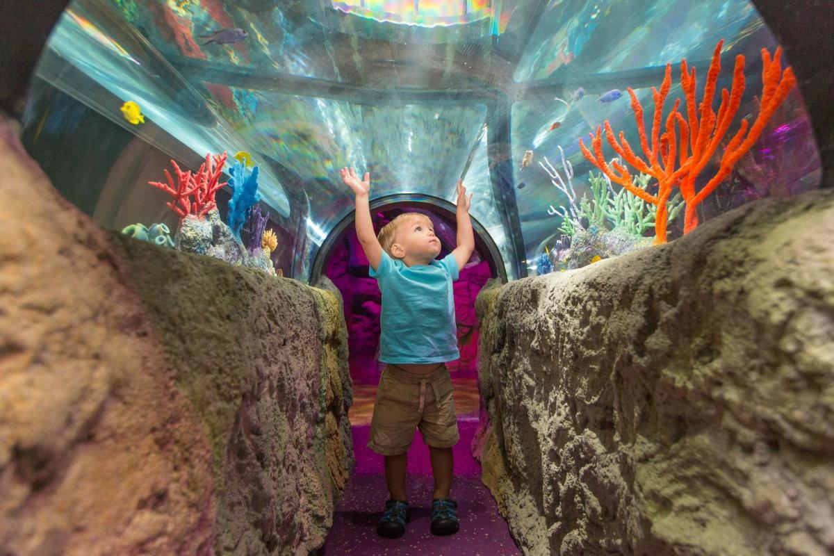 a young child standing in front of an aquarium
