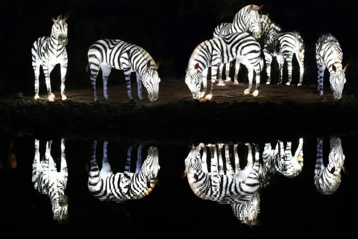 夜、水辺に立つシマウマの群れ